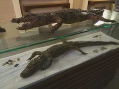 -中国扬子鳄村