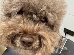 -帕帕拉兹宠物(亚洲旗舰店)