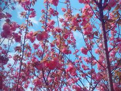 -高东镇樱花园