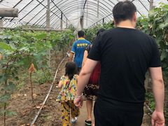 -马陆小张葡萄园农家乐