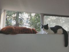 -李小姐の猫咖啡馆(五角场店)