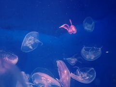 -洛阳龙门海洋馆