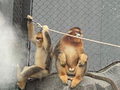 -武汉动物园