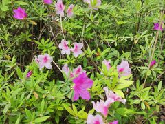-广富林郊野公园