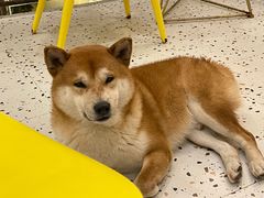 -喜柴咖啡·柴犬狗咖