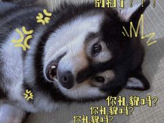 -逗柴咖啡屋·狗咖猫咖宠物桌游