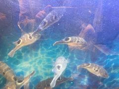 -肆月河豚·新淮扬(金融街店)