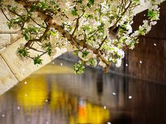 -海棠花溪(元大都城垣遗址公园)