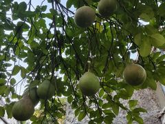 -树厨贵州菜(铜仁花果山店)