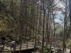 -王顺山国家森林公园