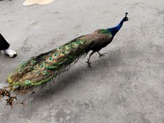 -西双版纳原始森林公园