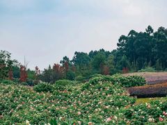 -天府芙蓉园