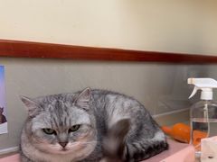 -艾贝尔宠物医院 ·内科全科(梁溪路店)