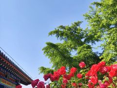 -莲花池公园