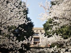 -武汉大学-樱园