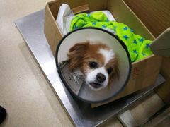 -爱侣宠医·鹦鹉专科·小型哺乳类·异宠专科(灵石路店)