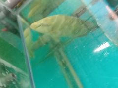 苏眉-钱塘府海鲜餐厅