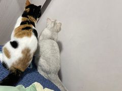 -安安宠医·安烨宠物医院·宠物保险(北仑分院)