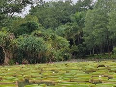 -中国科学院西双版纳热带植物园