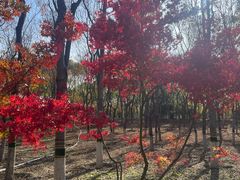 -大兴滨河森林公园