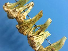 烤花菜-老虎滩大连海鲜烧烤(建邺云锦路总店)