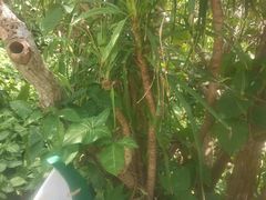 -亚龙湾热带天堂森林公园