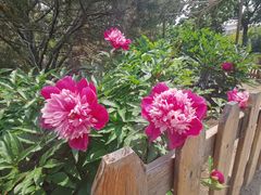 -莲花池公园