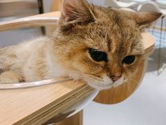 -飞行喵MR PILOT|猫舍·猫咖(静安大融城店)