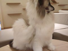 -猫腻·猫咖·撸猫馆(星光大道店)