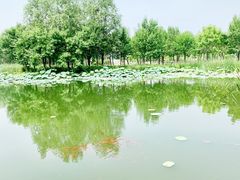 -东郊湿地公园