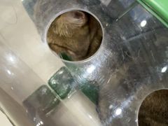 -芭比堂动物医院(广州爱宠下渡路分院)