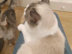 -有喵·猫咖·狗咖·30几只猫10只小狗(岗厦店)