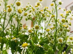 -COTTON CAFE(德信·中外公寓店)