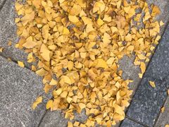 -百林公园-两江幸福广场
