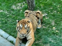 -北京野生动物园