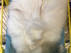 -猫色咖啡·猫咖