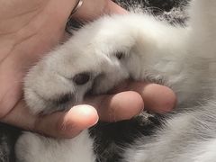 -喵屿·大理花园猫咖