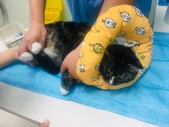 -纳吉亚猫专科动物医院博雅分院