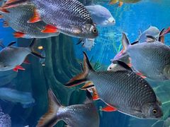 -上海海洋水族馆