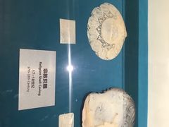 -青岛贝壳博物馆