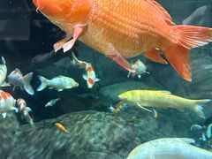 -上海海洋水族馆