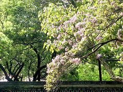-吴山景区
