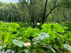 -洛阳市隋唐城遗址植物园