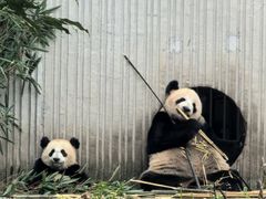 -卧龙中华大熊猫苑神树坪基地
