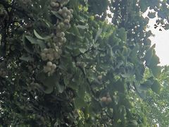 -青羊宫