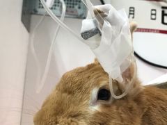 -北京观赏动物医院·24小时大型综合·猫专科·异宠专科