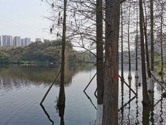 -重庆彩云湖湿地公园