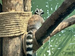 -栾川竹海野生动物园