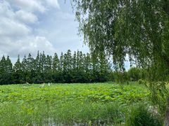 -上海长兴岛郊野公园