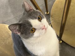 -飞行喵MR PILOT|猫舍·猫咖(静安大融城店)